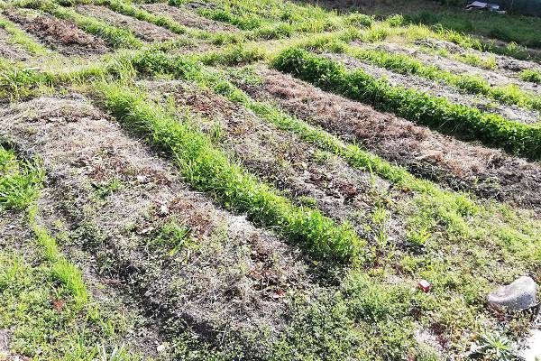 【自然菜園】緑肥によるダイコンサルハムシに対する効果